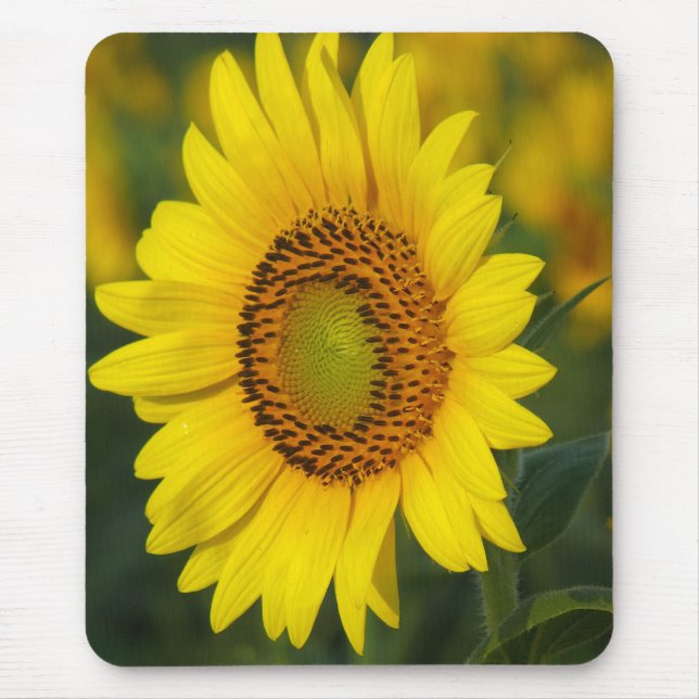 Mousepad Girassol (Frente)