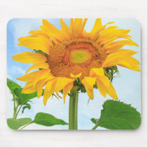 Mousepad Girassol, jardim comunitário, Moses Lake, WA, EUA