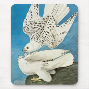 Mousepad Girfalcons, também conhecidos como Gerfalcons por