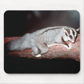 Mousepad Glider de Açúcar - Petaurus breviceps