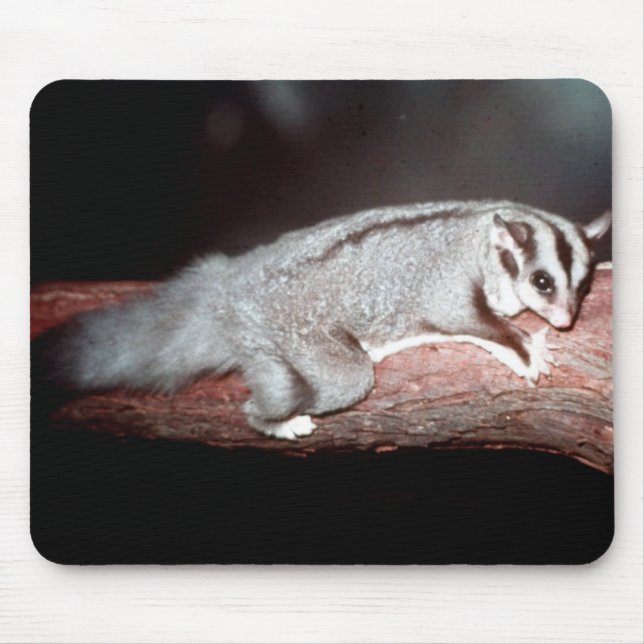 Mousepad Glider de Açúcar - Petaurus breviceps (Frente)