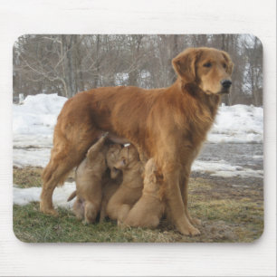 Mousepad Golden retriever Maia e filhotes de cachorro
