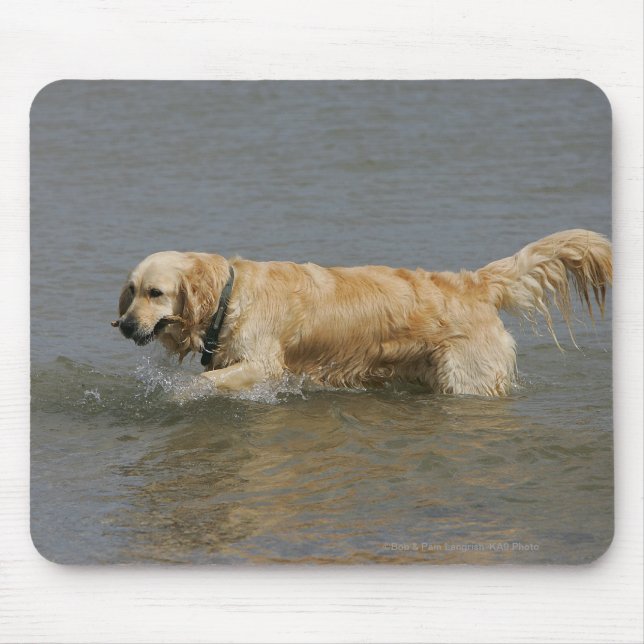Mousepad Golden retriever na água (Frente)