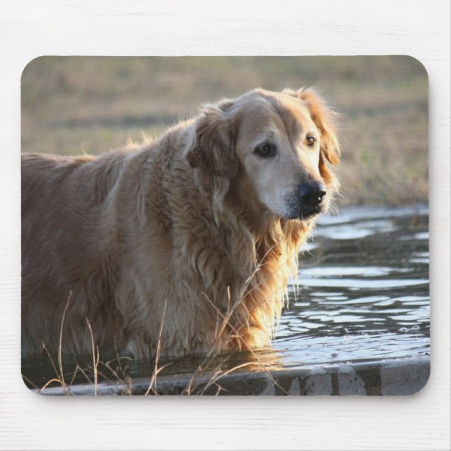 Mousepad Golden retriever na água (Frente)