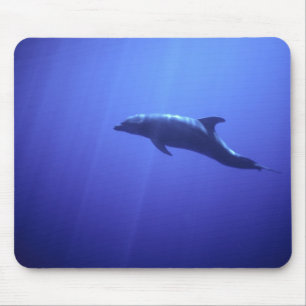Mousepad Golfinho