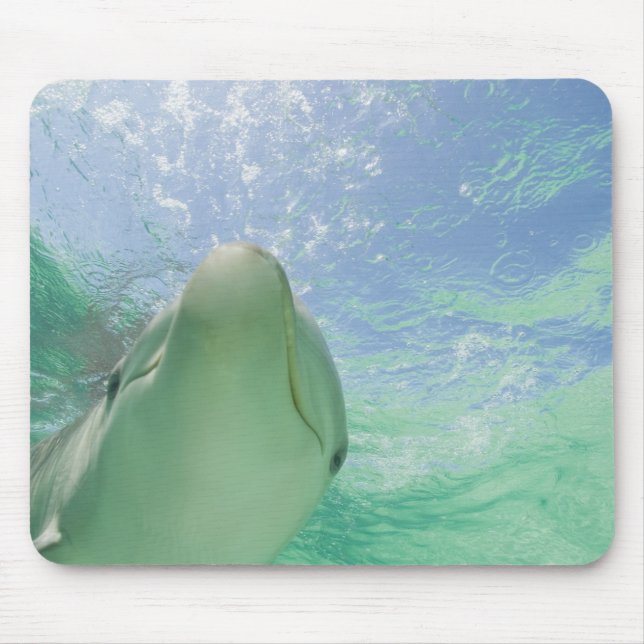 Mousepad Golfinho-nariz-de-garrafa Tursiops truncatus) (Frente)
