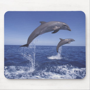 Mousepad golfinho-roaz do Caribe