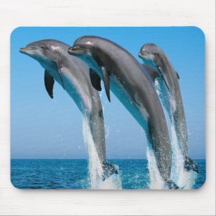 Mousepad Golfinhos da dança