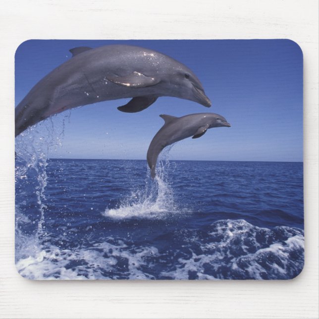 Mousepad golfinhos-do-caribe, nariz-de-garrafa (Frente)