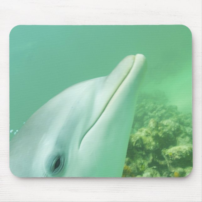 Mousepad Golfinhos-nariz-de-garrafa Tursiops truncatus (Frente)