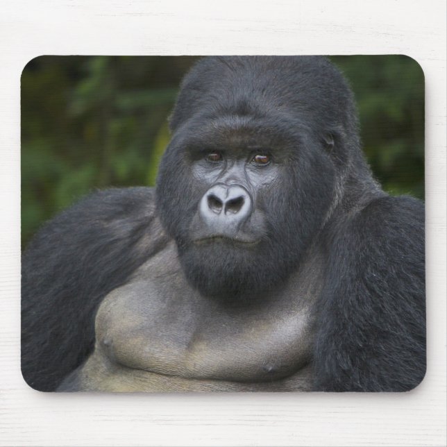 Mousepad Gorila da Montanha e Silverback (Frente)