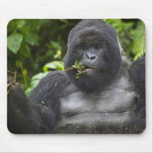 Mousepad Gorila da Montanha e Silverback