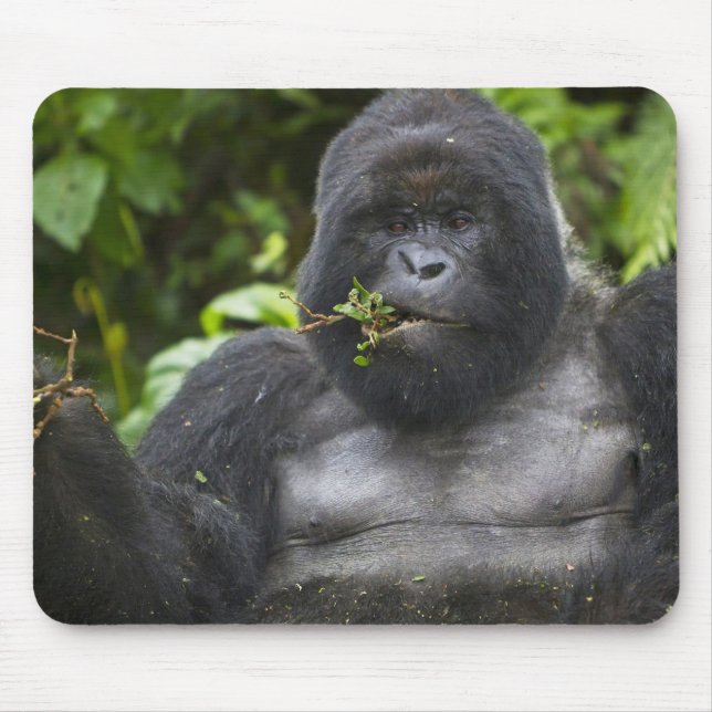 Mousepad Gorila da Montanha e Silverback (Frente)