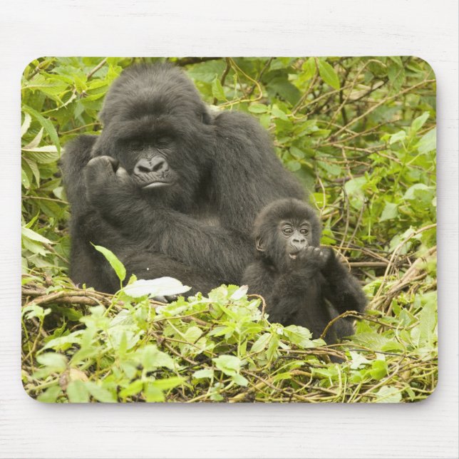 Mousepad Gorila-da-montanha, Gorilla beringei (anteriorment (Frente)