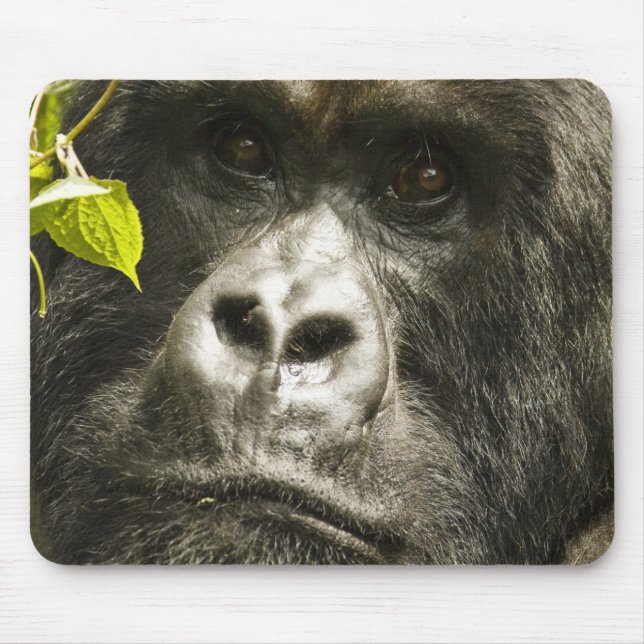 Mousepad Gorila-da-montanha, Gorilla beringei beringei, (Frente)