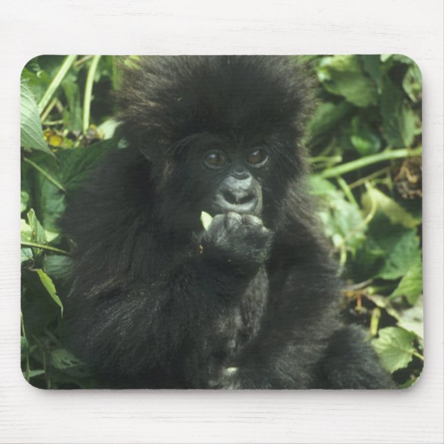 Mousepad Gorila da Montanha, (Gorilla gorilla beringei), (Frente)
