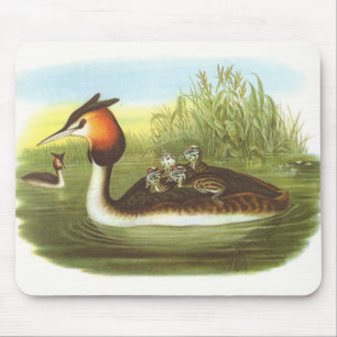 Mousepad Gould - grande Grebe com crista - cristatus do