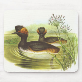 Mousepad Gould - nigricollis Preto-Necked do Podiceps do