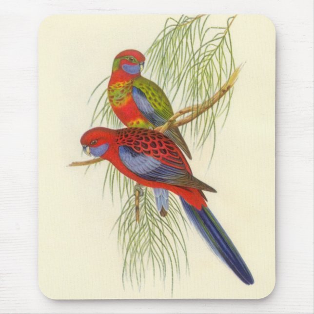 Mousepad Gould - o Parakeet da flâmula (Frente)