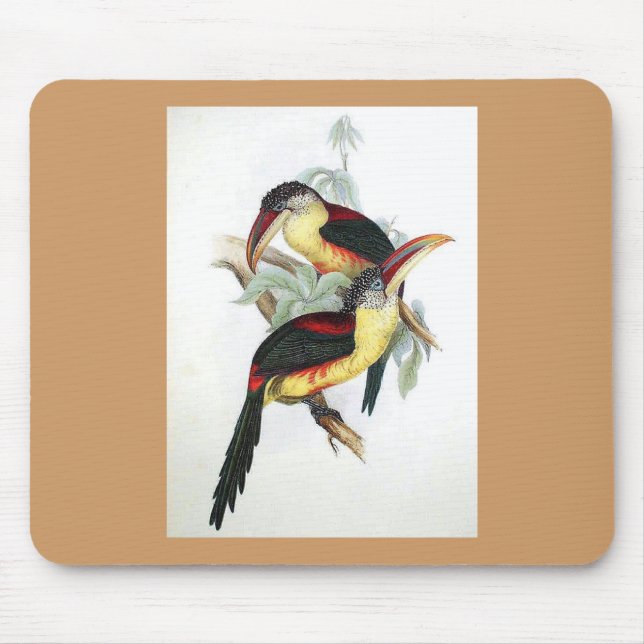 Mousepad Gould - tapete do rato Onda-Com crista de Aracari (Frente)