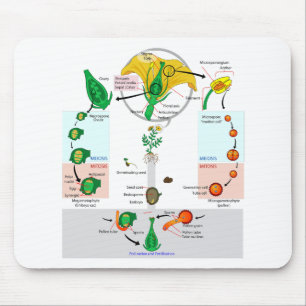Mousepad Gráfico do Ciclo de Vida do Angiospermo da Planta