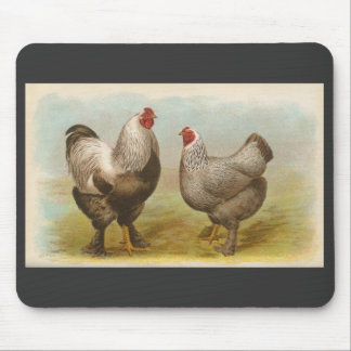 Mousepad Graham - galinhas escuras de Brahma