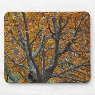 Mousepad Grande árvore de bordo no outono, Bass Lake, perto