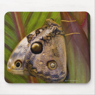 Mousepad Grande borboleta do owlet (tamarindi de