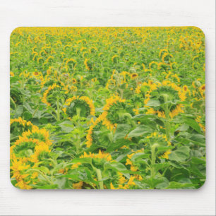 Mousepad Grande campo de girassóis perto de Moses Lake, WA