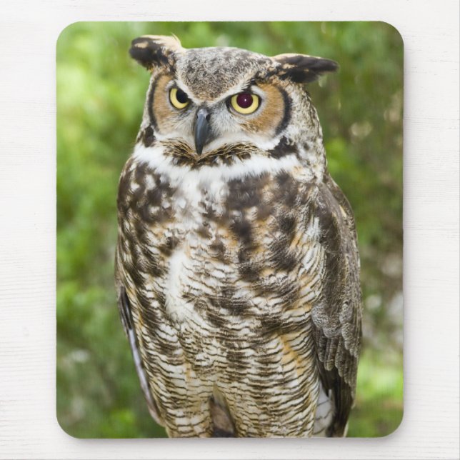 Mousepad Grande coruja Horned (Frente)