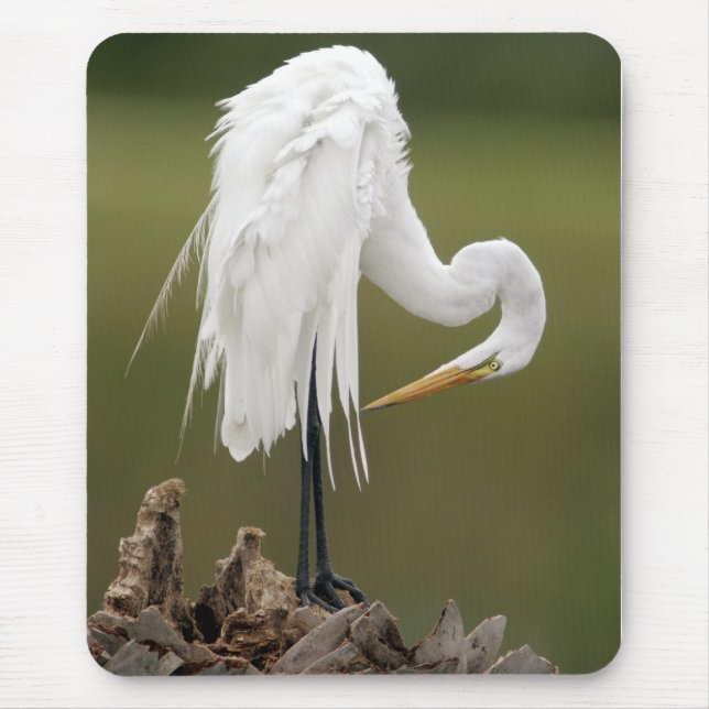 Mousepad Grande Egret (Frente)