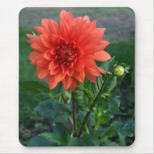 Mousepad Grande flor em botão alaranjada da dália