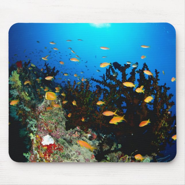 Mousepad Grande grupo de peixes do Mar Goldie nadando (Frente)