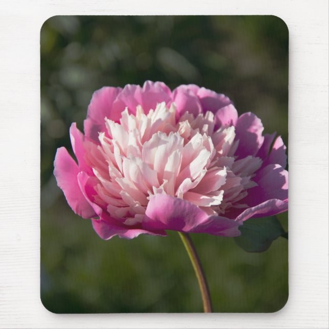 Mousepad Grandes flores de peônia rosa no dia de primavera  (Frente)
