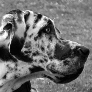 MOUSEPAD GREAT DANE