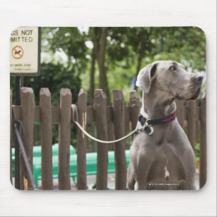Mousepad Great dane azul e cães do pug em trelas