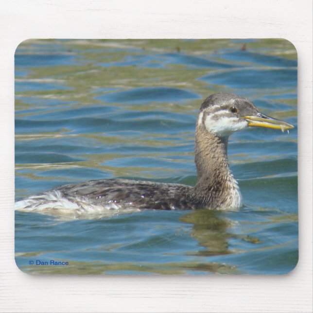 Mousepad Grebe B40 de pescoço encarnado juvenil (Frente)
