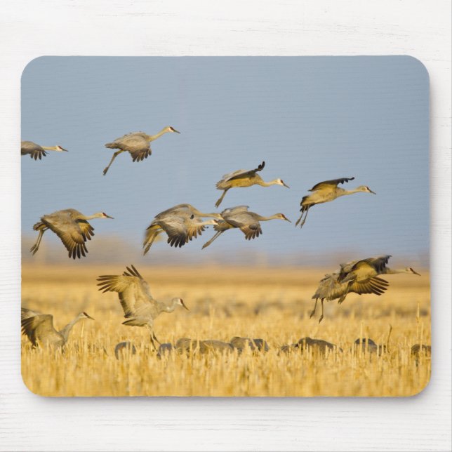 Mousepad Grous-de-sandália pousam em campos de milho (Frente)