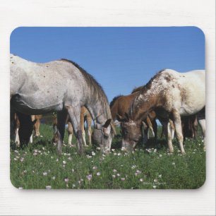 Mousepad Grupo de cavalos do Appaloosa que pastam