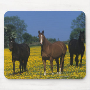 Mousepad Grupo de cavalos do puro-sangue
