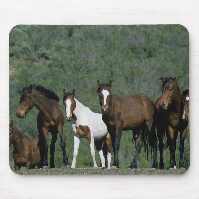 Mousepad Grupo de cavalos selvagens do mustang (Frente)