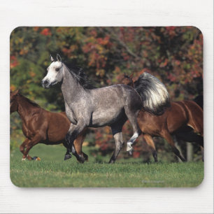 Mousepad Grupo de funcionamento árabe dos cavalos