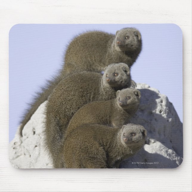 Mousepad Grupo de Mongoose Anã num Monte Termite em (Frente)