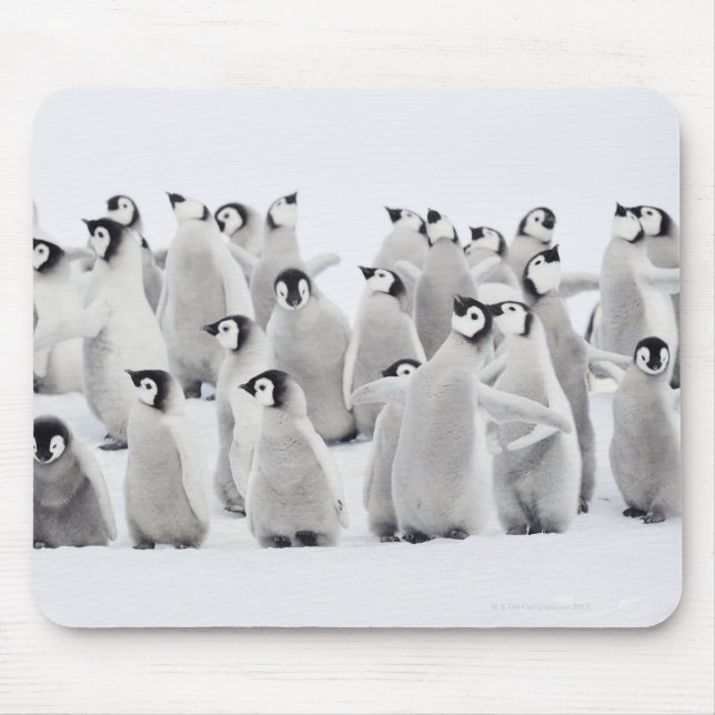 Mousepad Grupo de Pinguins Imperadores (Aptenodytes forster (Frente)