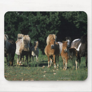 Mousepad Grupo de potros diminutos