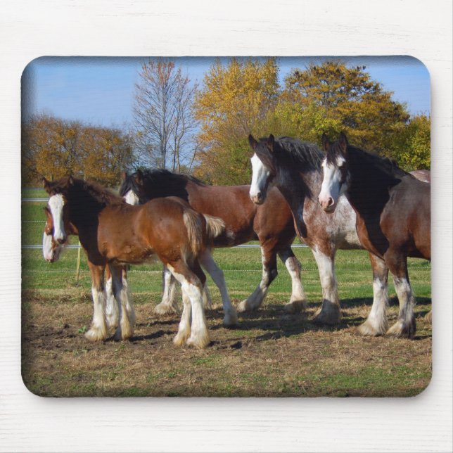 Mousepad grupo do clydesdale (Frente)