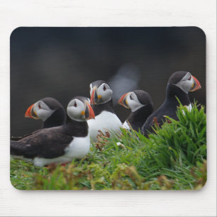 Mousepad Grupo do papagaio-do-mar