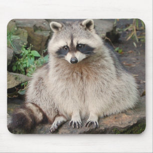 Mousepad Guaxinim