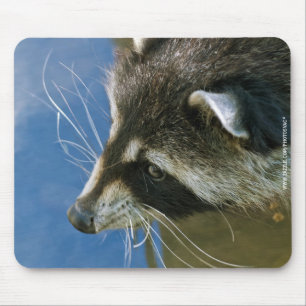 Mousepad Guaxinim