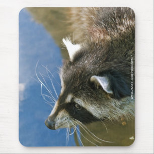 Mousepad Guaxinim